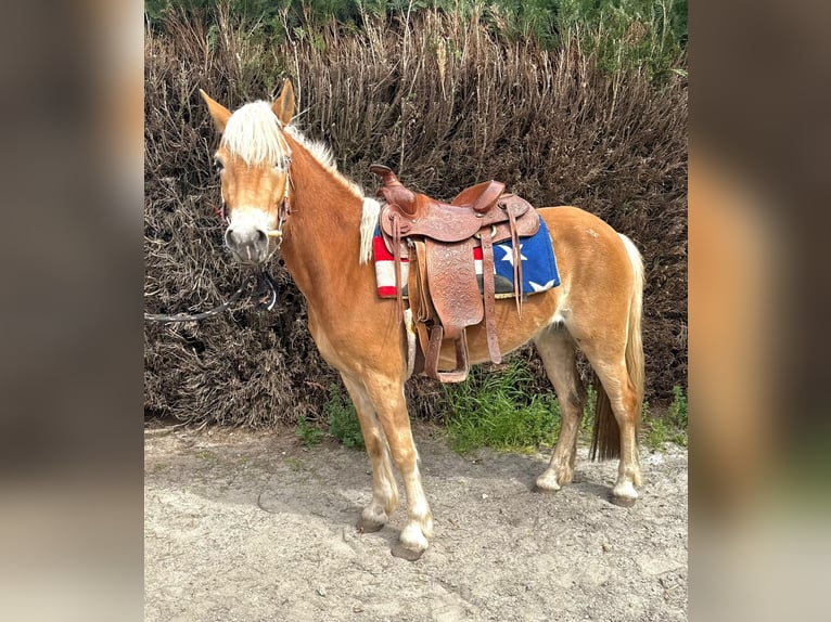 Haflinger Yegua 5 años 147 cm Alazán in Bornem
