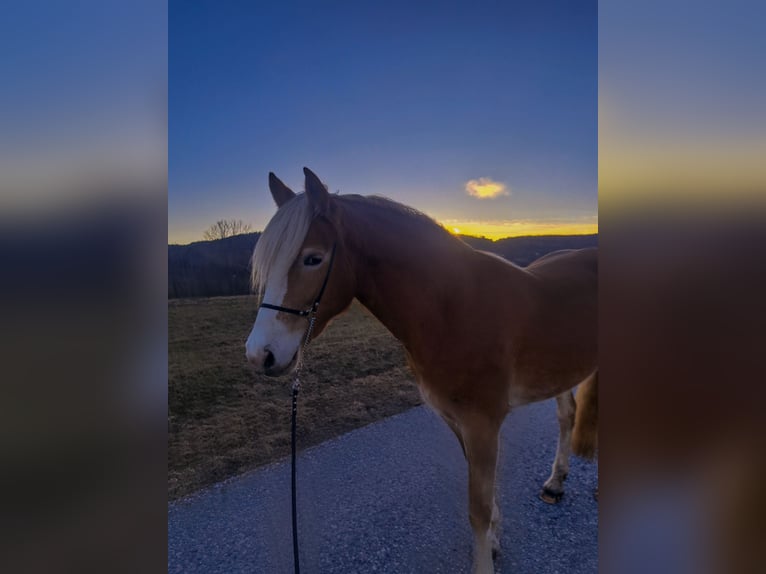 Haflinger Yegua 5 años 148 cm Alazán in Maria Lankowitz