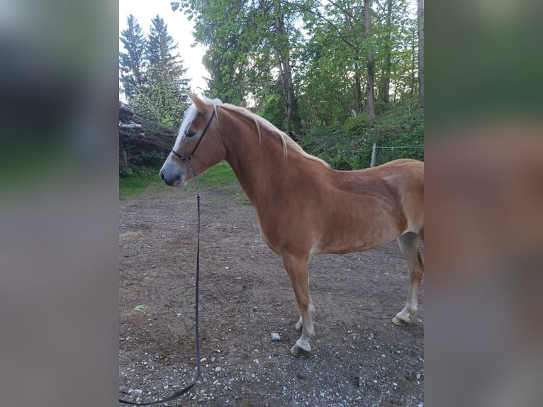 Haflinger Yegua 5 años 148 cm Alazán in Maria Lankowitz