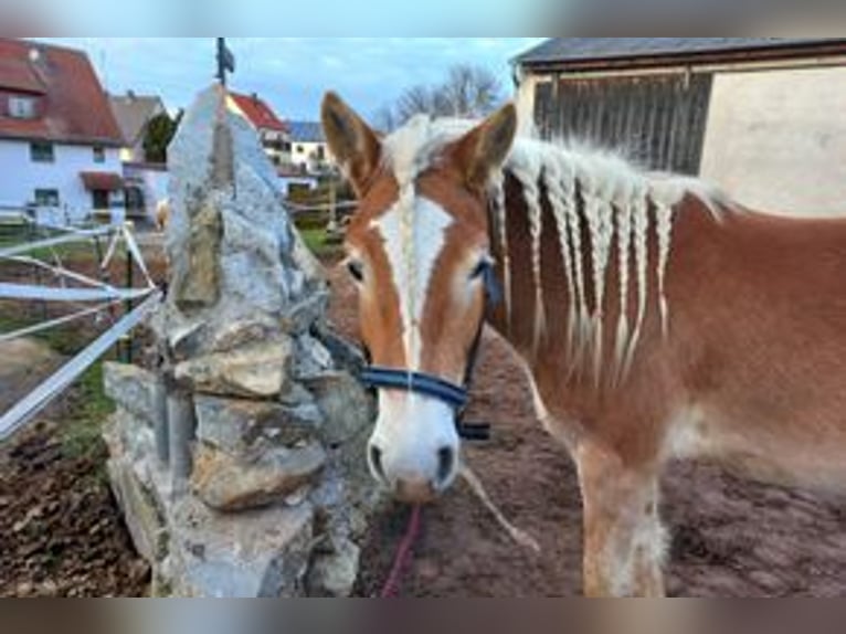 Haflinger Yegua 5 años 149 cm Alazán in Thalmässing