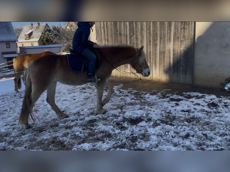 Haflinger Yegua 5 años 149 cm Alazán in Thalmässing