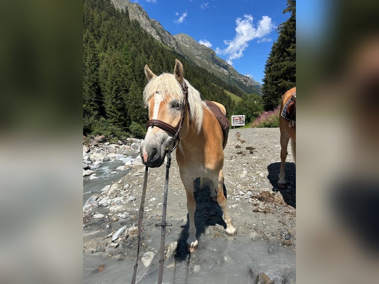 Haflinger Yegua 5 años 149 cm Alazán in St. Leonhard im Pitztal