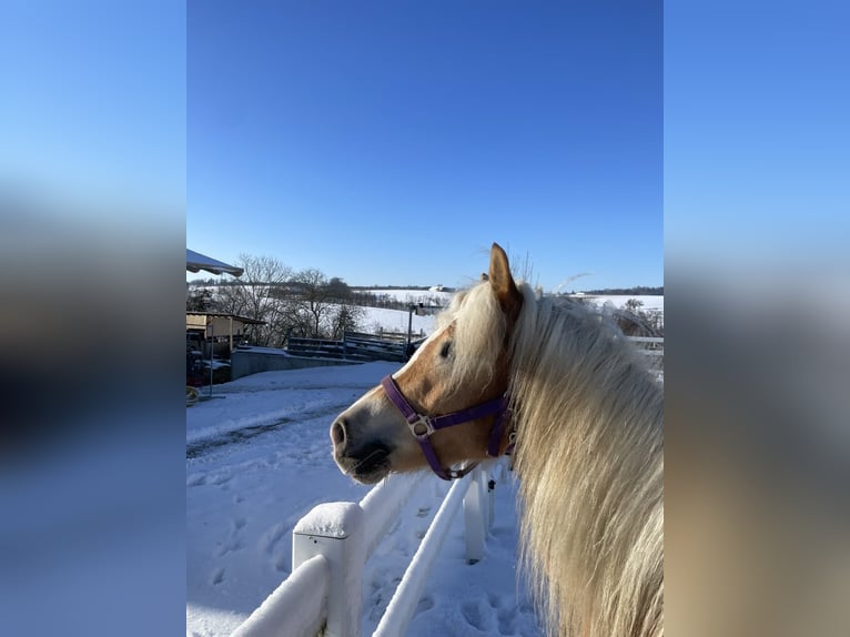 Haflinger Yegua 5 años 150 cm Alazán in Allhaming