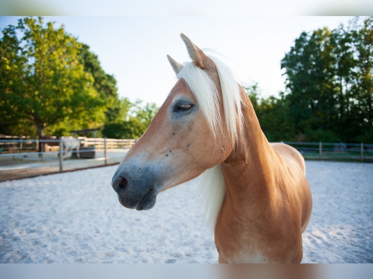 Haflinger Yegua 5 años 150 cm Alazán in Klimmen