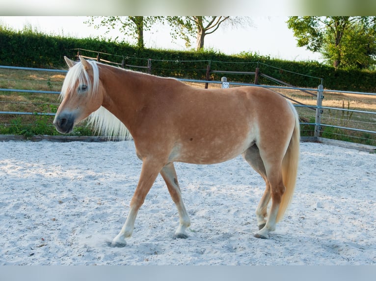 Haflinger Yegua 5 años 150 cm Alazán in Klimmen