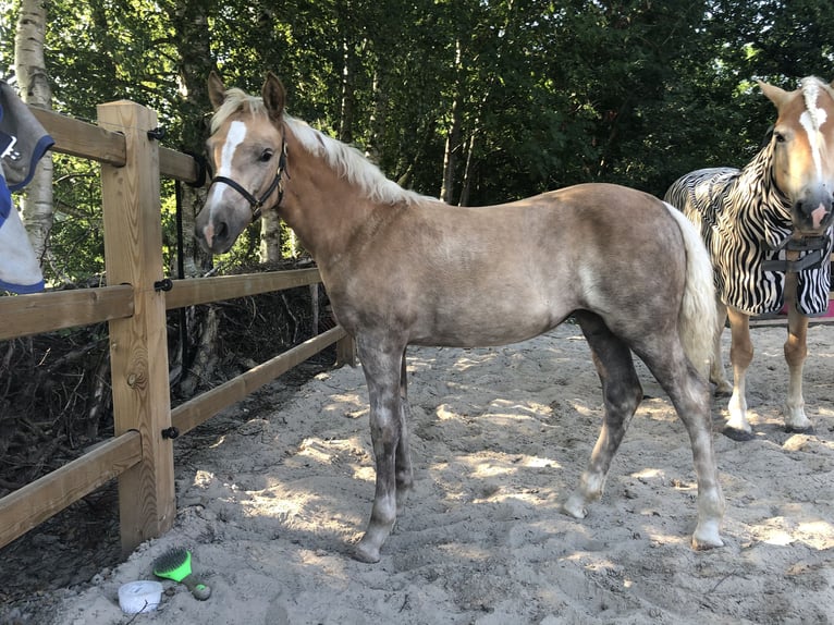Haflinger Yegua 5 años 150 cm in Doezum