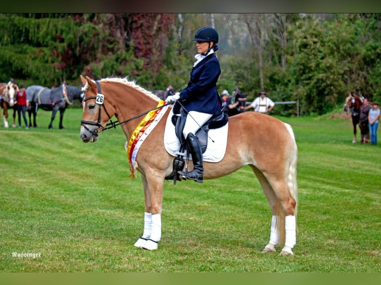 Haflinger Yegua 5 años 152 cm Alazán in Wieden
