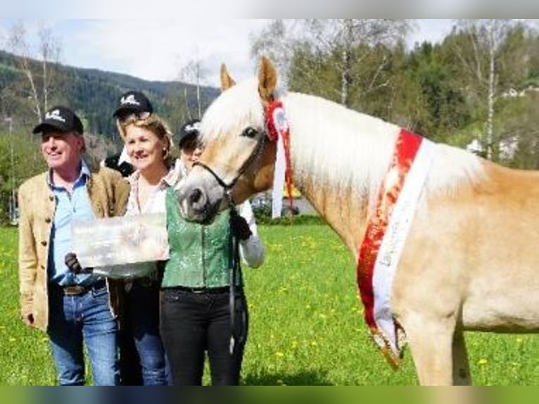Haflinger Yegua 5 años 152 cm Alazán in Wieden
