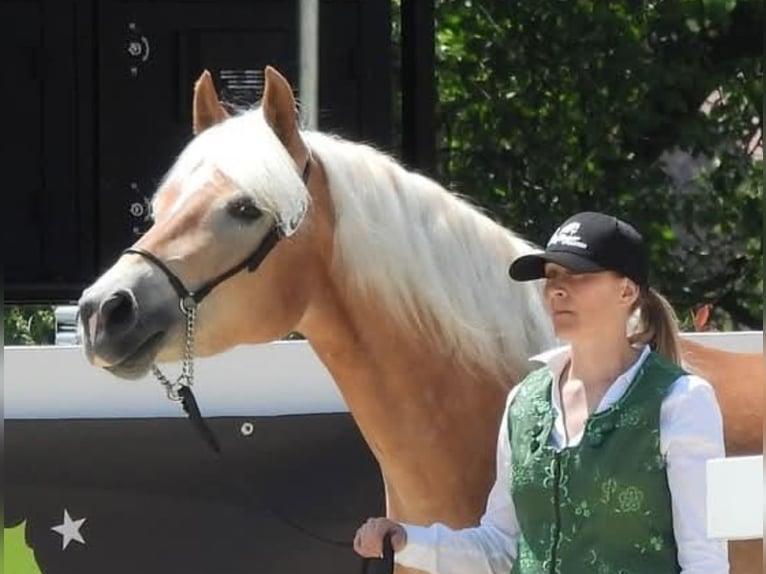 Haflinger Yegua 5 años 152 cm Alazán in Wieden