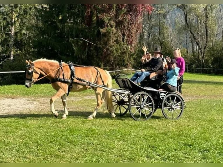 Haflinger Yegua 5 años 152 cm Alazán in Wieden