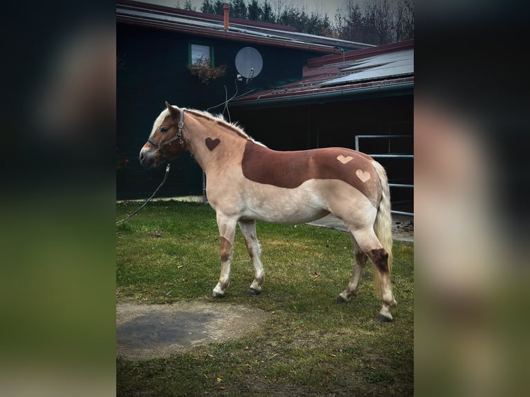 Haflinger Yegua 5 años 152 cm in Diedorf
