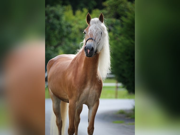 Haflinger Yegua 5 años 153 cm Alazán in Harsewinkel