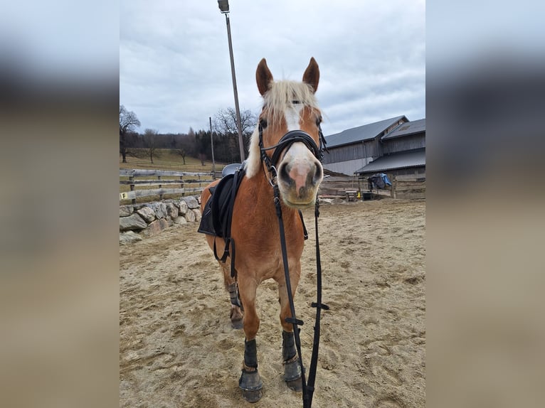 Haflinger Yegua 5 años 153 cm Alazán in Weiz