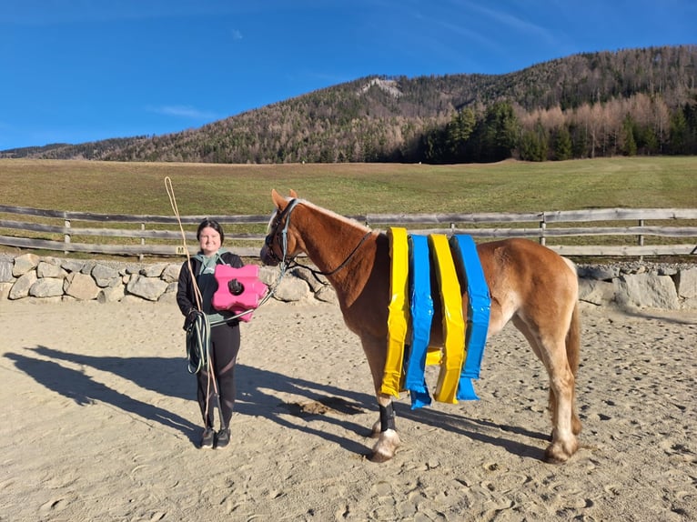 Haflinger Yegua 5 años 153 cm Alazán in Weiz
