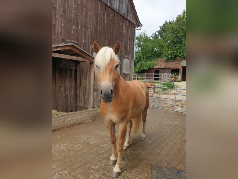Haflinger Yegua 5 años 153 cm in Diedorf