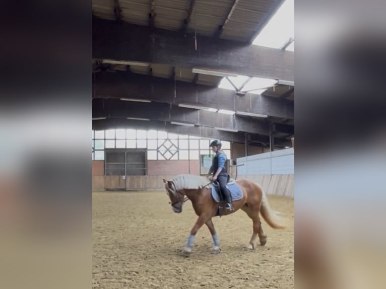 Haflinger Mestizo Yegua 5 años 154 cm Alazán in Iserlohn