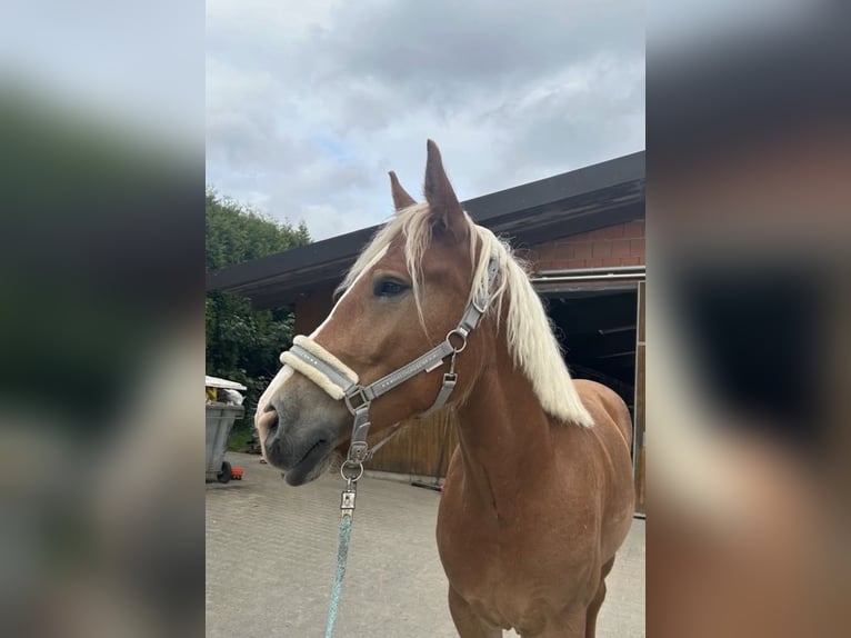 Haflinger Mestizo Yegua 5 años 154 cm Alazán in Iserlohn