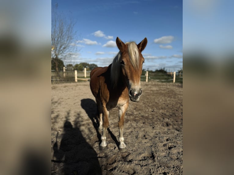 Haflinger Yegua 5 años 154 cm Alazán in Mechtersen