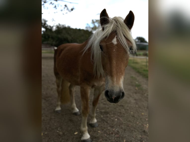Haflinger Yegua 5 años 154 cm Alazán in Mechtersen