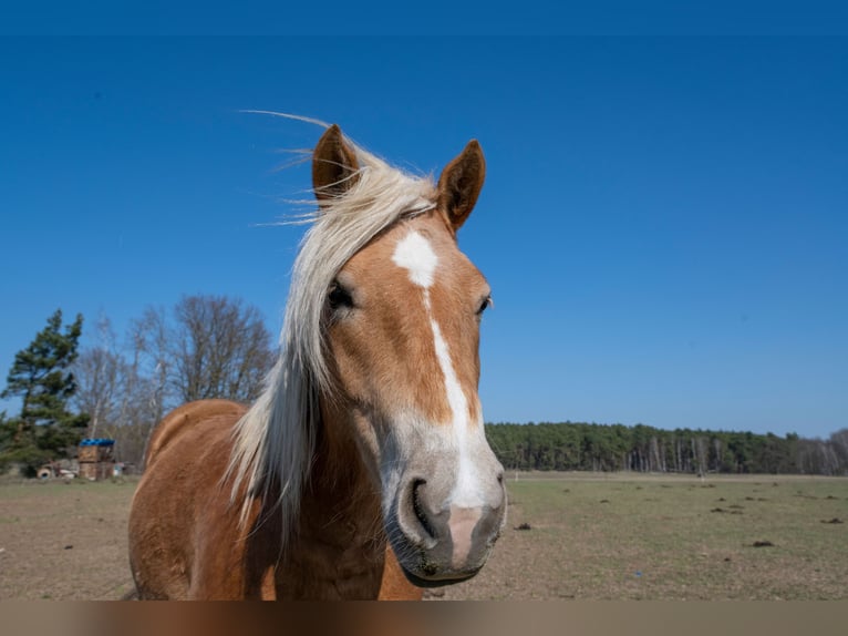 Haflinger Yegua 5 años 154 cm  in Taucha
