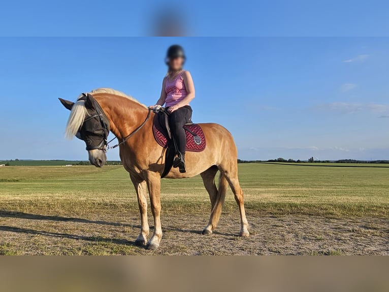 Haflinger Yegua 5 años 154 cm  in Taucha