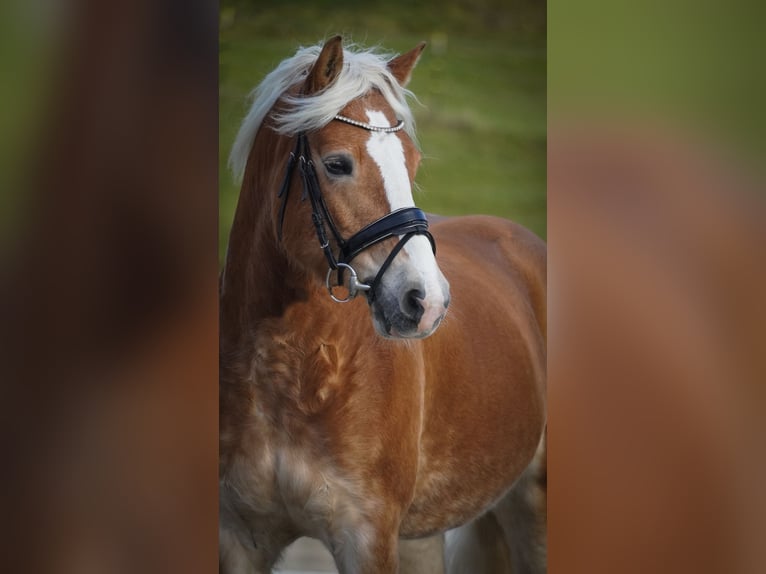 Haflinger Yegua 5 años 155 cm Alazán in Nettersheim