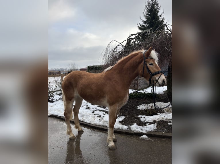Haflinger Yegua 5 años 156 cm Alazán in Iggingen