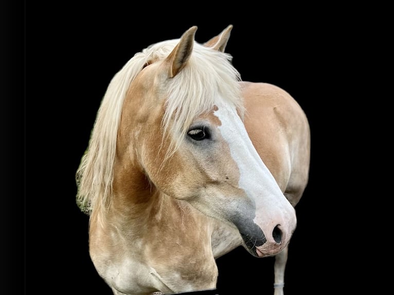 Haflinger Mestizo Yegua 5 años 158 cm Alazán in Bad Emstal