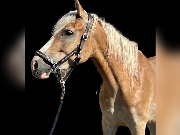 Haflinger Mestizo Yegua 5 años 158 cm Alazán in Bad Emstal