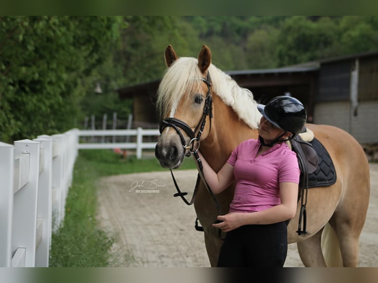 Haflinger Yegua 5 años 159 cm Alazán-tostado in Bendorf