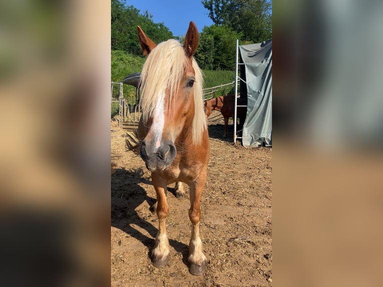 Haflinger Mestizo Yegua 5 años 160 cm Castaño claro in Badersdorf