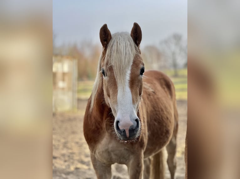 Haflinger Yegua 5 años Alazán in Seedorf