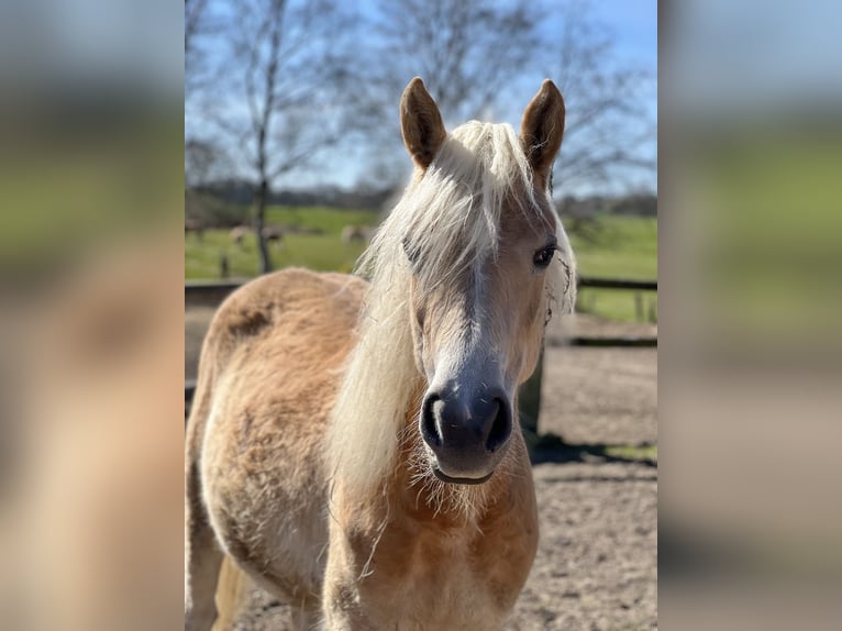 Haflinger Yegua 5 años Alazán in Seedorf