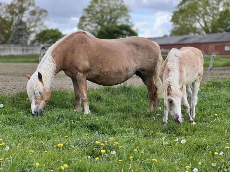 Haflinger Yegua 5 años Alazán in Seedorf
