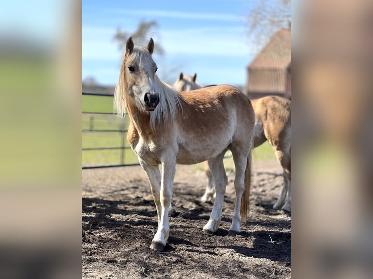 Haflinger Yegua 5 años Alazán in Seedorf