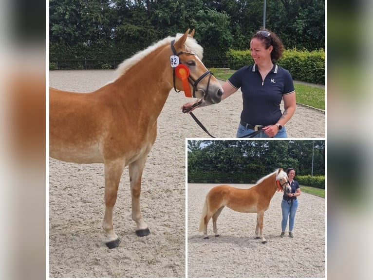 Haflinger Yegua 6 años 146 cm  in Noardburgum