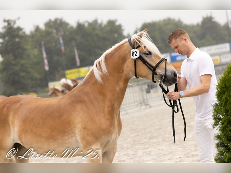 Haflinger Yegua 6 años 146 cm  in Noardburgum