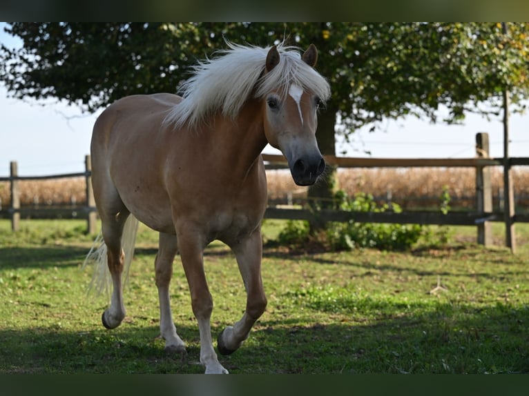 Haflinger Yegua 6 años 147 cm Alazán in Osterhofen
