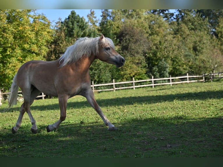 Haflinger Yegua 6 años 147 cm Alazán in Osterhofen