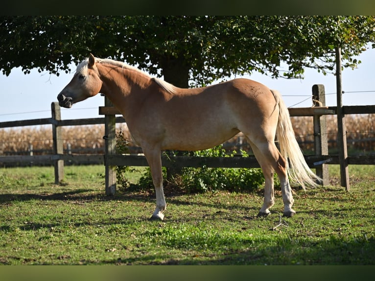 Haflinger Yegua 6 años 147 cm Alazán in Osterhofen