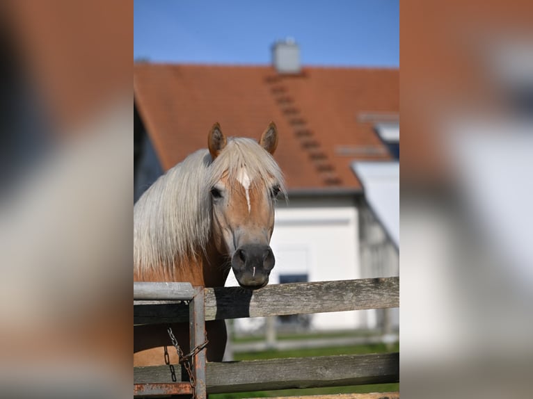 Haflinger Yegua 6 años 147 cm Alazán in Osterhofen