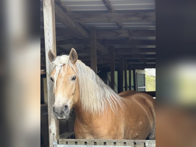 Haflinger Yegua 6 años 147 cm  in Flensburg