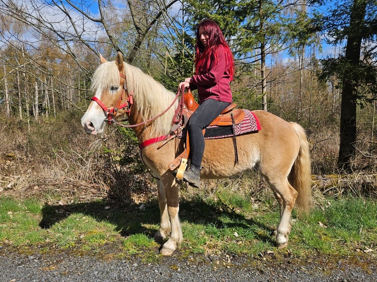 Haflinger Yegua 6 años 148 cm Alazán in Linkenbach