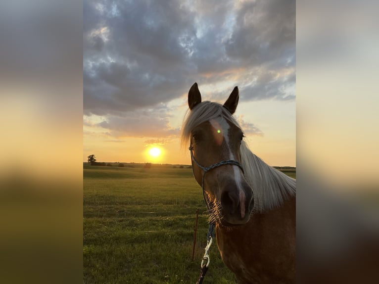 Haflinger Yegua 6 años 148 cm Alazán in Ganzlin