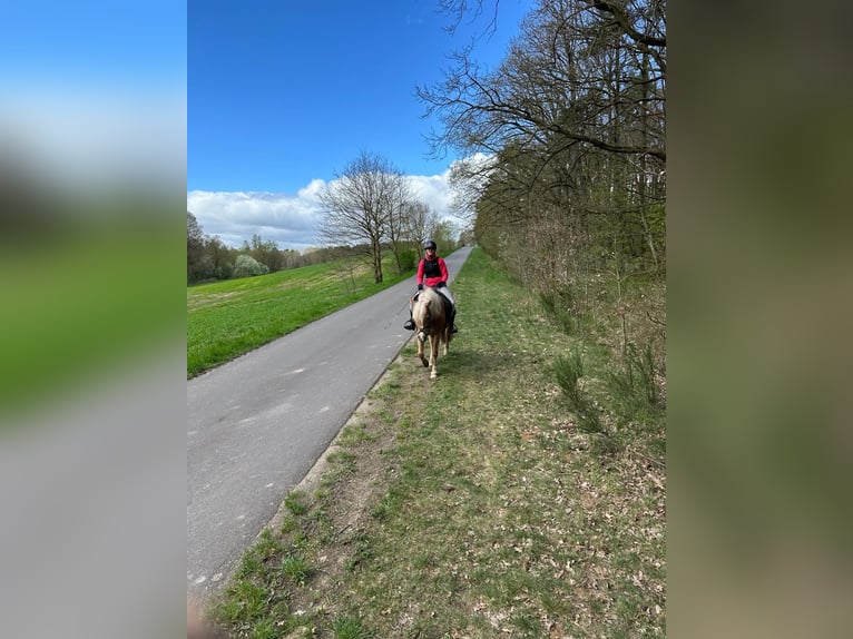 Haflinger Yegua 6 años 148 cm in Plau am See