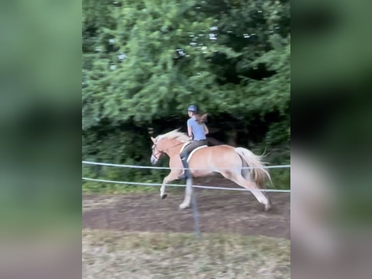 Haflinger Yegua 6 años 149 cm Alazán in Thalmässing