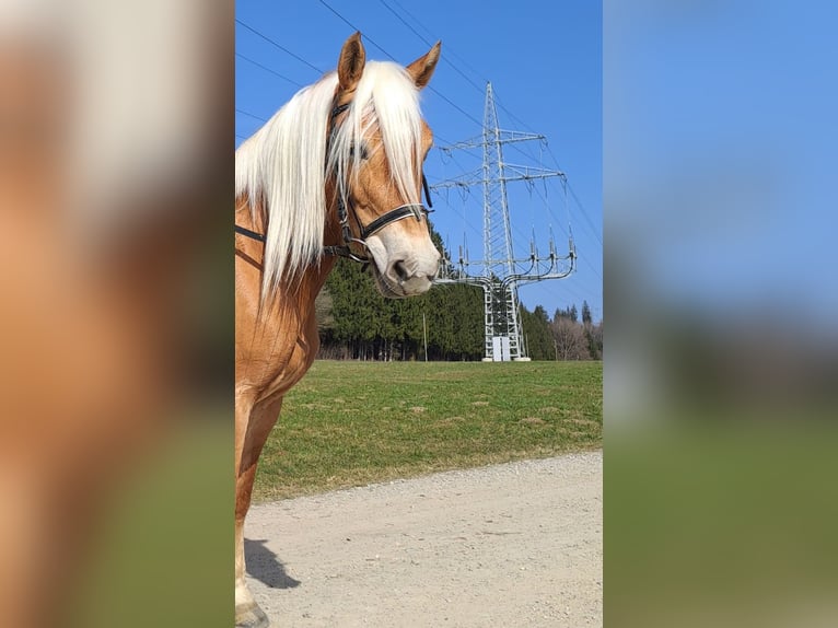 Haflinger Yegua 6 años 149 cm  in Bidingen
