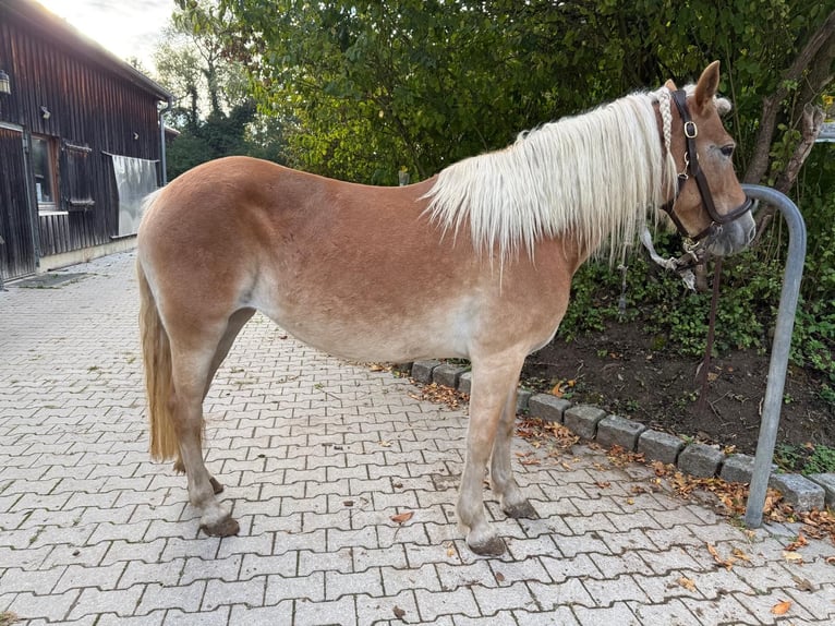 Haflinger Yegua 6 años 150 cm Alazán in Mainbernheim