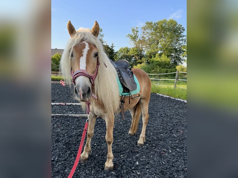 Haflinger Yegua 6 años 150 cm in HocheckUngenach