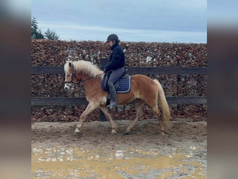 Haflinger Yegua 6 años 150 cm  in Daleiden